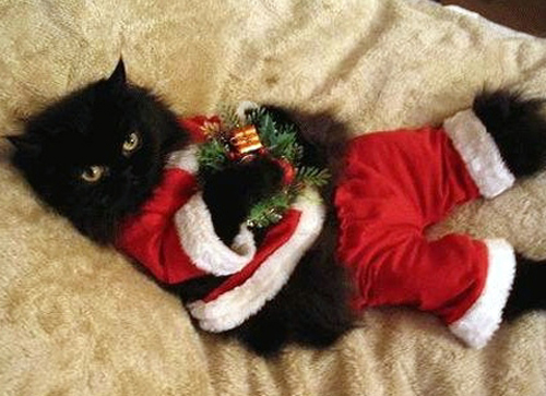 christmas-kitty-santa-cat